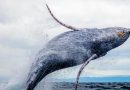 Baleia National Geographic