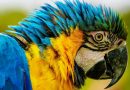 Arara National Geographic