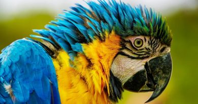 Arara National Geographic