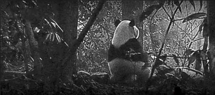 grand tour panda cannes