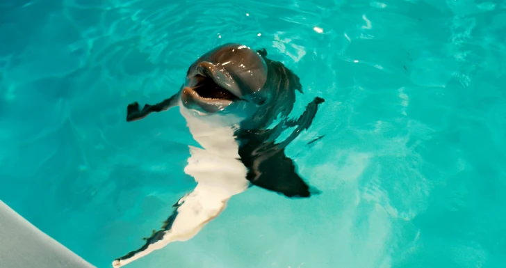 Dolphin Tale