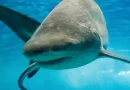 oceanário de lisboa black friday
