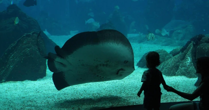 oceanário de lisboa black friday
