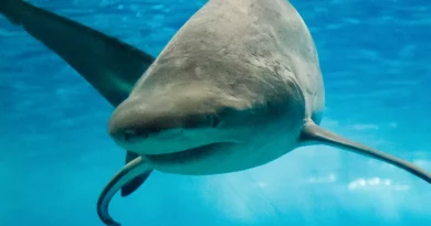 oceanário de lisboa black friday