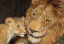 Mufasa: O Rei Leão