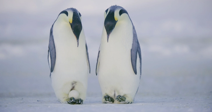 segredos dos pinguins