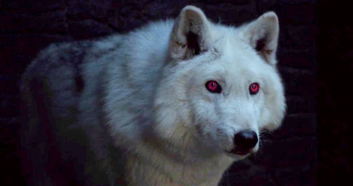 ghost, o direwolf (lobo-terrível) de jon snow em game of thrones