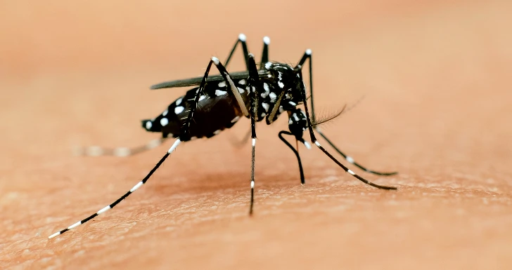 Mosquito Aedes albopictus 