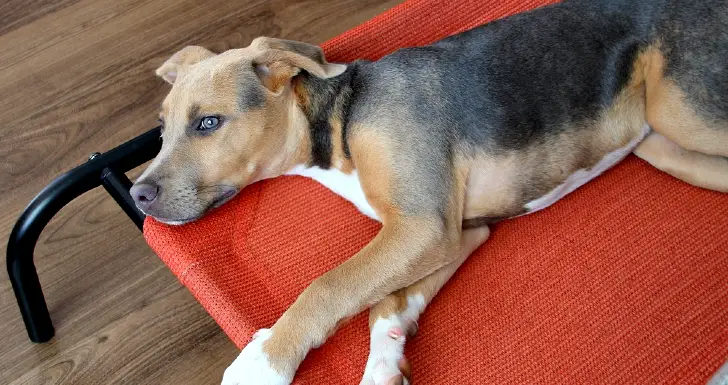 cão pet em cama elevada semelhante à do lidl