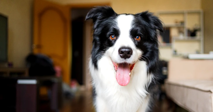 cão feliz