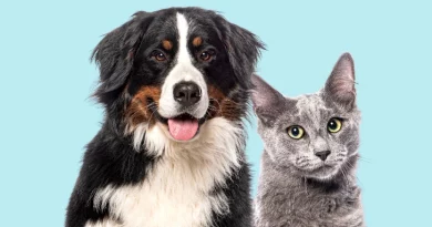 cão e gato transportadora cama