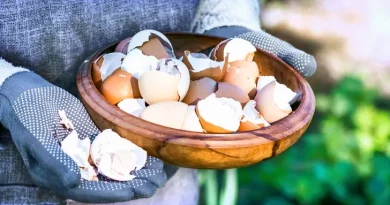 Cascas dos ovos, se as deitas fora, estás a perder estes nutrientes essenciais