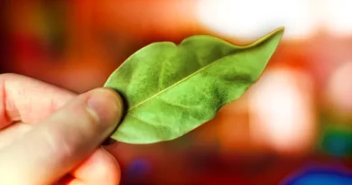 Esta folha acaba com os mosquitos no verão