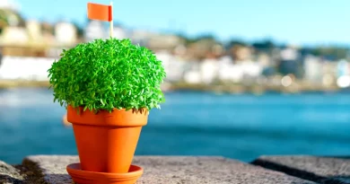 manjerico no continente