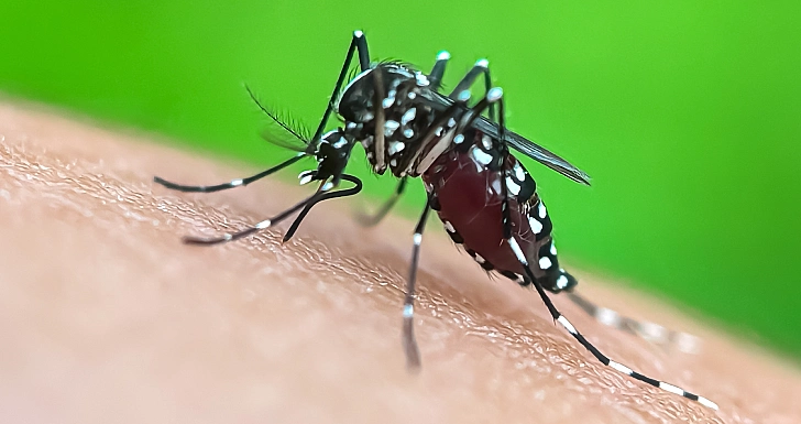 mosquito
