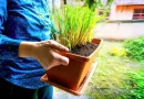 Verão sem mosquitos Esta planta é a solução