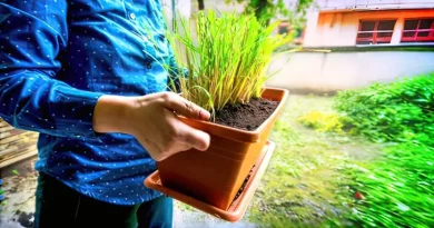 Verão sem mosquitos Esta planta é a solução