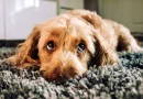 95% dos animais de estimação em Portugal estão em risco