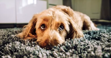 95% dos animais de estimação em Portugal estão em risco