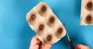 Caixas de ovos não são lixo, estes 5 usos práticos tornam a tua casa sustentável