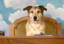 O Processo do Cão | Análise