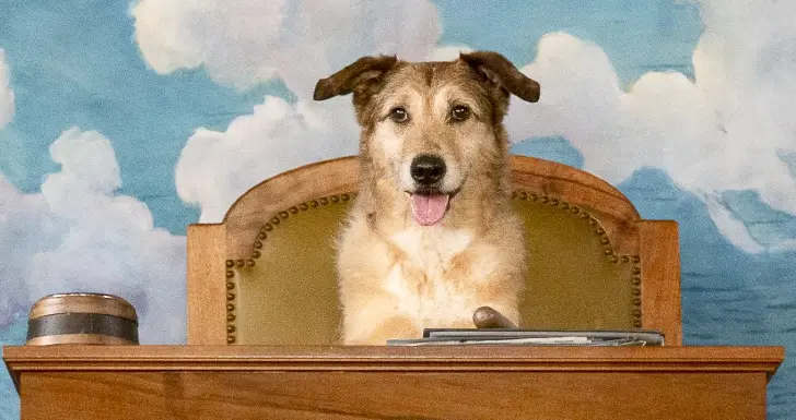 O Processo do Cão