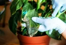 Este hábito comum está a matar a tua planta lentamente