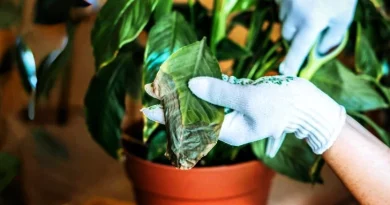 Este hábito comum está a matar a tua planta lentamente