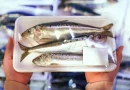 Universidade de Coimbra expõe risco grave associado a este peixe popular