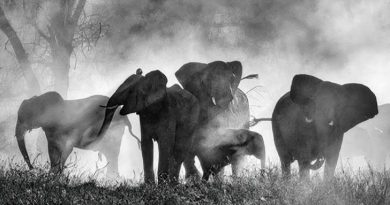 Ghost Elephants no DocLisboa