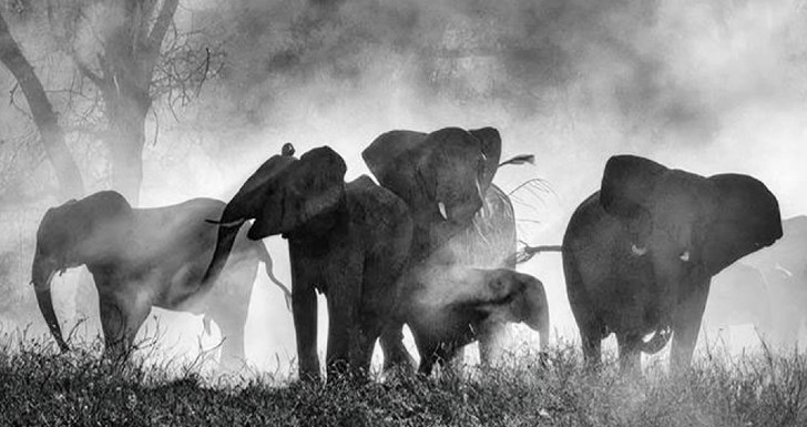 Ghost Elephants no DocLisboa