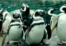oceanário de lisboa pinguins