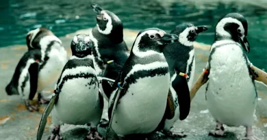 oceanário de lisboa pinguins