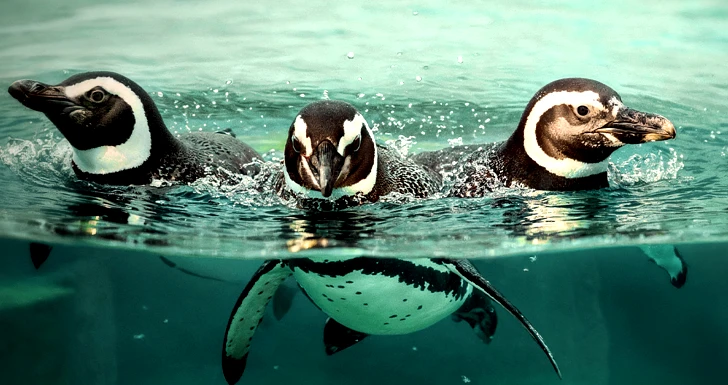 oceanário de lisboa pinguins