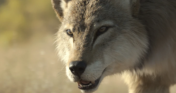 Prehistoric Planet Ice Age