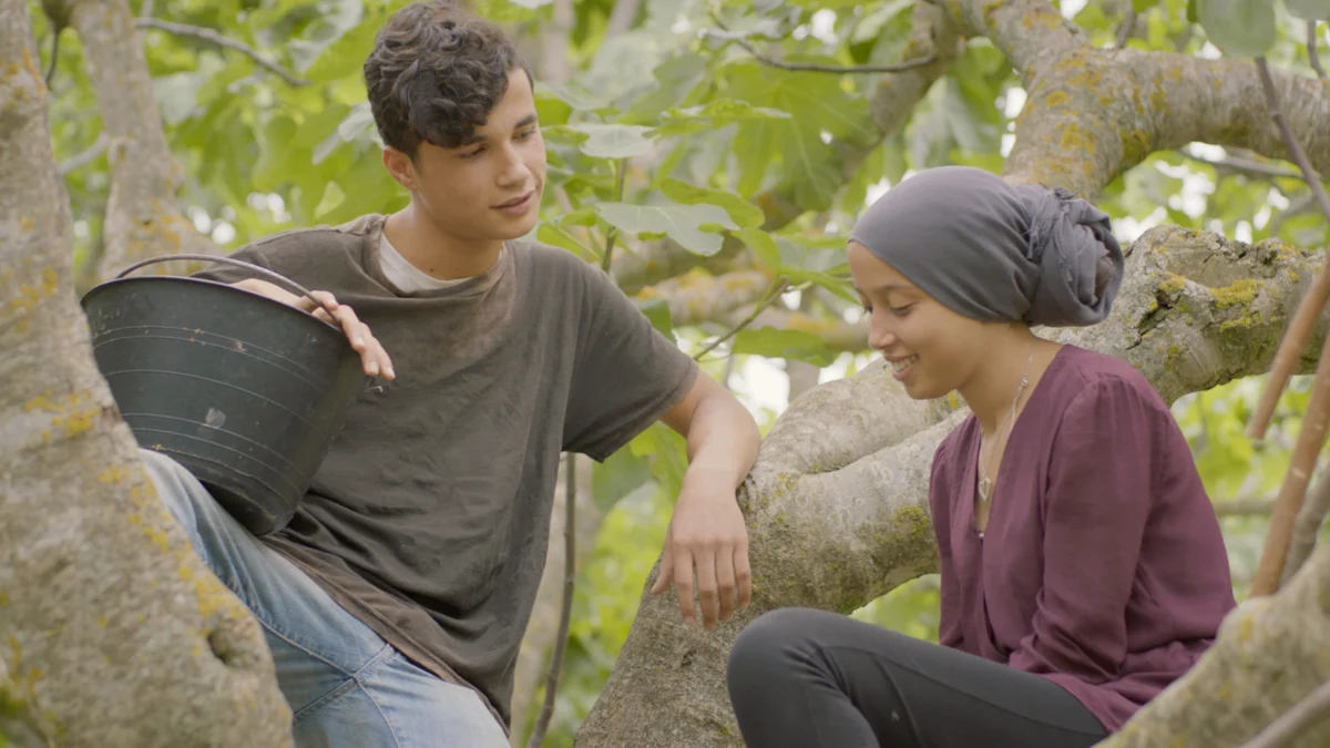 Debaixo das Figueiras