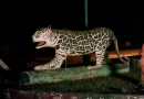 Fordlândia Panacea