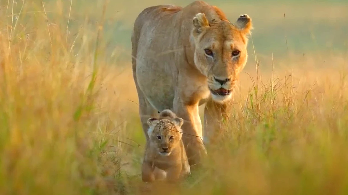 Lion Disney+